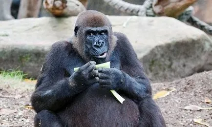 povestiri reale în cazul în care animalele au salvat oameni