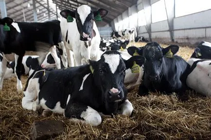 De reproducție vaci ca alegerea de afaceri de locație pentru hambar, planul de reproducere (de afaceri) De reproducție vaci ca alegerea de afaceri de locație pentru hambar, planul de creștere