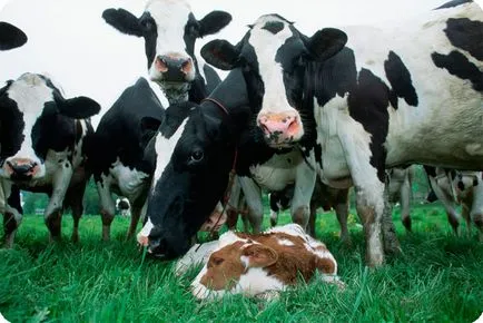 De reproducție vaci ca alegerea de afaceri de locație pentru hambar, planul de reproducere (la alegere) De reproducție vaci ca alegerea de afaceri de locație pentru hambar, planul de creștere