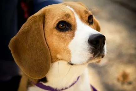 povestiri reale în cazul în care animalele au salvat oameni
