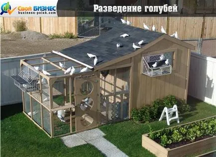 Reproducție chinchilla ca o afacere - profitabilă oricând, oriunde