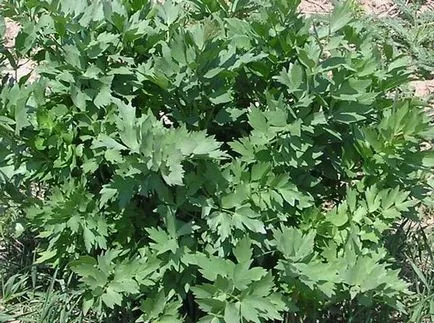 Propagarea și plantare leuștean