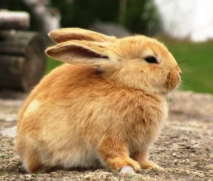 povestiri reale în cazul în care animalele au salvat oameni