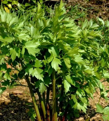 Propagarea și plantare leuștean