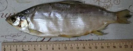 Peled Fish (caș)