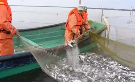 Peled Fish (caș)
