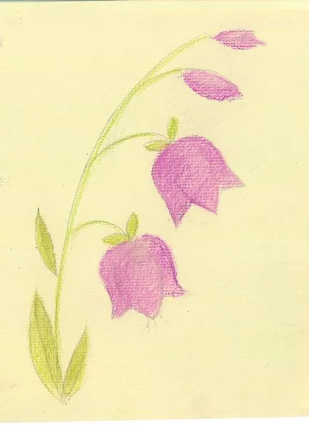 Desenați o floare - clopot creioane colorate treptat stabilo carbothello