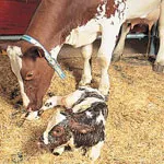 vaca Nașterile