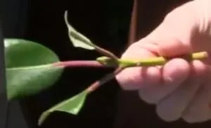 propagarea Rhododendron prin butași, stratificarea și semințe! Fotografii (Rhododendron) propagarea Rhododendron prin butași, stratificarea și semințe! fotografie