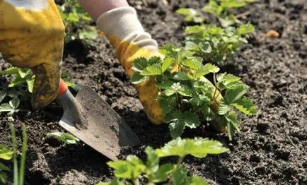 Cultivarea căpșuni grădinărit în câmp deschis (cultivare) Cultivarea căpșuni grădinărit în teren deschis