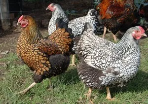 Cele mai frumoase găini, găini ouătoare japoneze găini ornamentale și cocoși portocale sanguine, descrierea speciilor