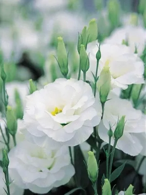 Cele mai populare culori pentru Floristica de nuntă (flori) Cele mai populare culori pentru Floristica de nuntă