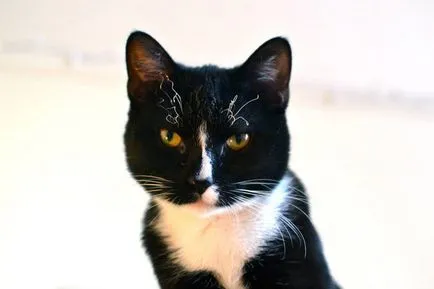 Cele mai multe animale drăguțe cu bărbi, sprâncene și mustață (sprâncene) Cele mai multe animale drăguțe cu bărbi, sprâncene și mustață