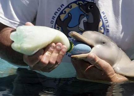 Cele mai uimitoare fapte despre delfini - știri în imagini