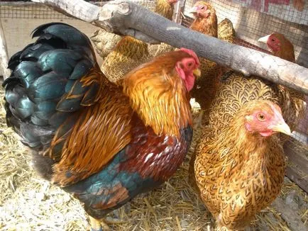 Cele mai frumoase găini, găini ouătoare japoneze găini ornamentale și cocoși portocale sanguine, descrierea speciilor