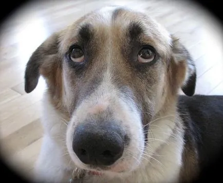 Cele mai multe animale drăguțe cu bărbi, sprâncene și mustață (cute) Cele mai multe animale drăguțe cu bărbi, sprâncene și mustață