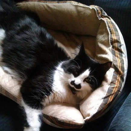 Cele mai multe animale drăguțe cu bărbi, sprâncene și mustață (cute) Cele mai multe animale drăguțe cu bărbi, sprâncene și mustață