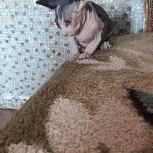 Sphinxes pisici si pisoi din Novosibirsk (pisică) Sphinxes pisici si pisoi din Novosibirsk