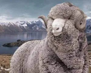 lână merinos