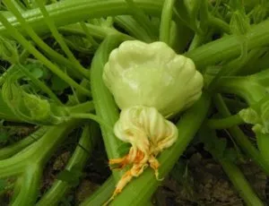 Secretele de suc de fructe în creștere în câmp deschis, cum să planteze și să aibă grijă de legume