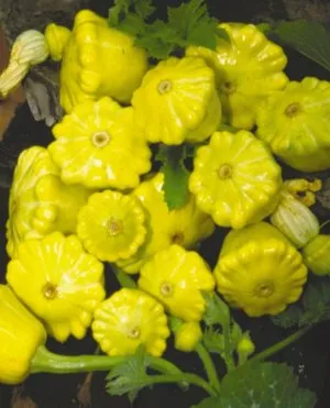 Secretele de suc de fructe în creștere în câmp deschis, cum să planteze și să aibă grijă de legume