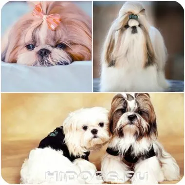 Shih Tzu natura și caracteristicile căței de îngrijire a bolii Shih Tzu (foto) (caracter) Shih Tzu natura și caracteristicile de îngrijire, pui shih tzu, boala (foto)