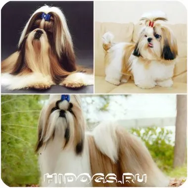 Shih Tzu natura și caracteristicile căței de îngrijire a bolii Shih Tzu (foto) (boala) Shih Tzu natura și caracteristicile de îngrijire, pui shih tzu, boala (foto)