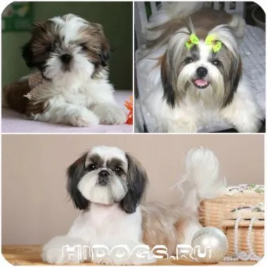 Shih Tzu natura și caracteristicile căței de îngrijire a bolii Shih Tzu (foto) (pui) Shih Tzu natura și caracteristicile de îngrijire, pui shih tzu, boala (foto)