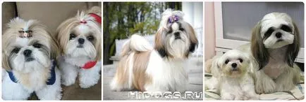 Shih Tzu natura și caracteristicile căței de îngrijire a bolii Shih Tzu (foto) (întreținere) Shih Tzu natura și caracteristicile de îngrijire, pui shih tzu, boala (foto)