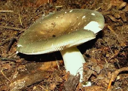Russula - descrierea și fotografia a ciupercii