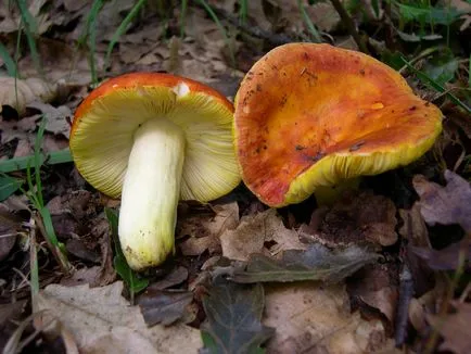 Russula - descrierea și fotografia a ciupercii