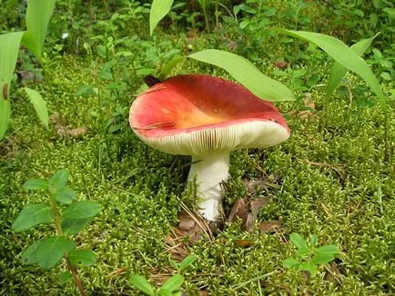 Russula - descrierea și fotografia a ciupercii