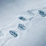 Urme de vulpe, lup, câine, Vedmed, iepurele în fotografie zăpadă și video