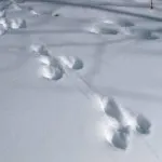 Urme de vulpe, lup, câine, Vedmed, iepurele în fotografie zăpadă și video