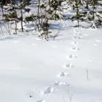 Urme de vulpe, lup, câine, Vedmed, iepurele în fotografie zăpadă și video