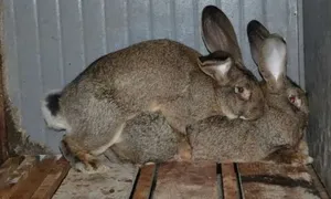 iepuri imperechere împerechere caracteristici, vârsta de reproducere posibile nuanțe