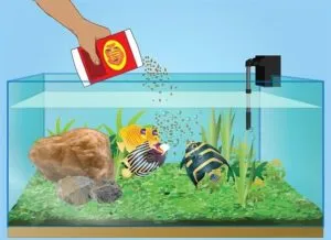 De câte ori pe zi pentru hrana peștilor de acvariu