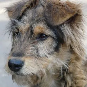 Câte vieți am alege un câine sau un animal de companie pentru o jumătate de viață
