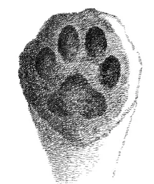 piste pentru animale 1