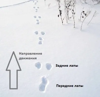 piste de animale în zăpadă - foto cu titluri, proiect on-line I va supraviețui