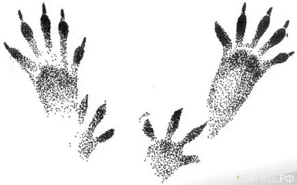 Urme de proteine ​​- cum să distingă veveriță urmă