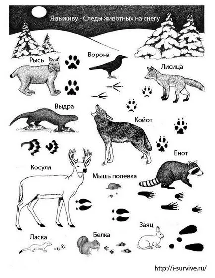 piste de animale în zăpadă - foto cu titluri, proiect on-line I va supraviețui