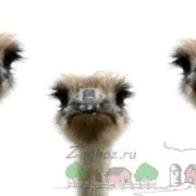 Cuprins, cultivarea și creșterea de struți din casa foto și video de îngrijire (reproducție struți acasă) Cuprins, cultivarea și creșterea de struți din casa foto și video de îngrijire