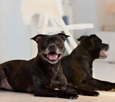 Dog American Staffordshire Terrier (lucruri) rasa descriere, poze, prețul de pui, comentarii