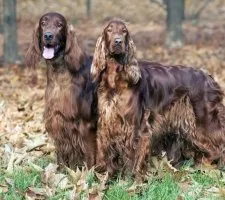 Irlandeză descriere câine Setter rasă, fotografii, prețul de pui, comentarii