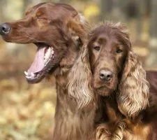 Irlandeză descriere câine Setter rasă, fotografii, prețul de pui, comentarii
