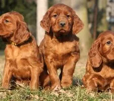 Irlandeză descriere câine Setter rasă, fotografii, prețul de pui, comentarii
