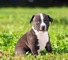 Dog American Staffordshire Terrier (lucruri) rasa descriere, poze, prețul de pui, comentarii