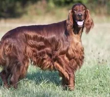 Irlandeză descriere câine Setter rasă, fotografii, prețul de pui, comentarii