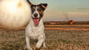Un caine din filmul „Masca“ rasa, pret, fotografie, „da laba“